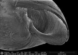 Brachystomia carrozzai (van Aartsen 1987) resmi