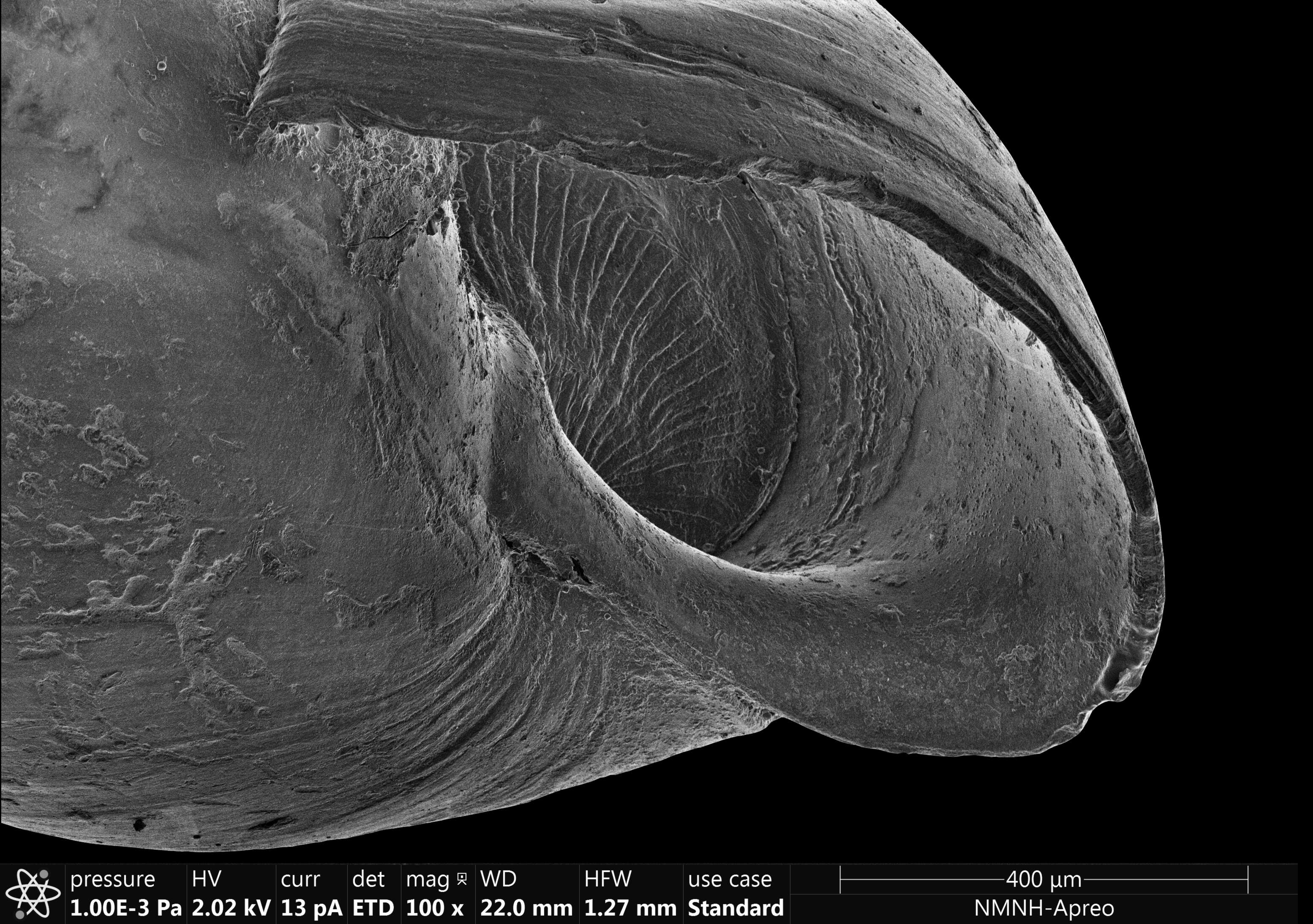 Plancia ëd Brachystomia carrozzai (van Aartsen 1987)