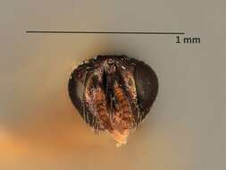 Imagem de Pseuderimerus semiflavus Gahan 1933