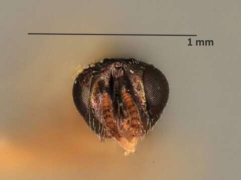 Image of Pseuderimerus semiflavus Gahan 1933