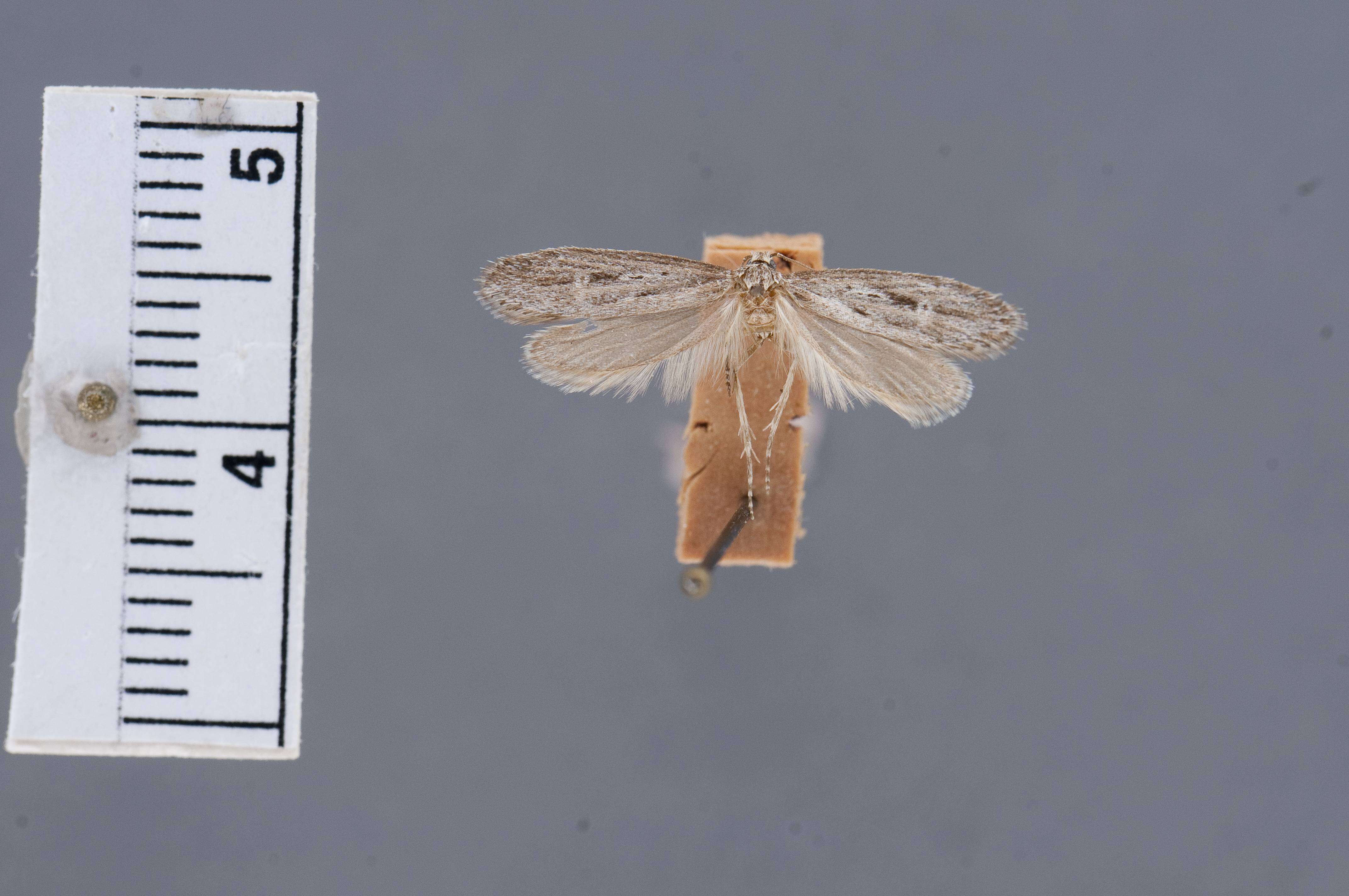 Image of Semioscopis acertella Busck 1913