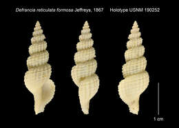 Sivun Raphitoma formosa (Jeffreys 1867) kuva