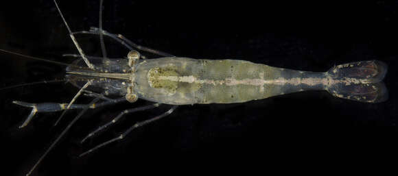 Image of Migrant prawn