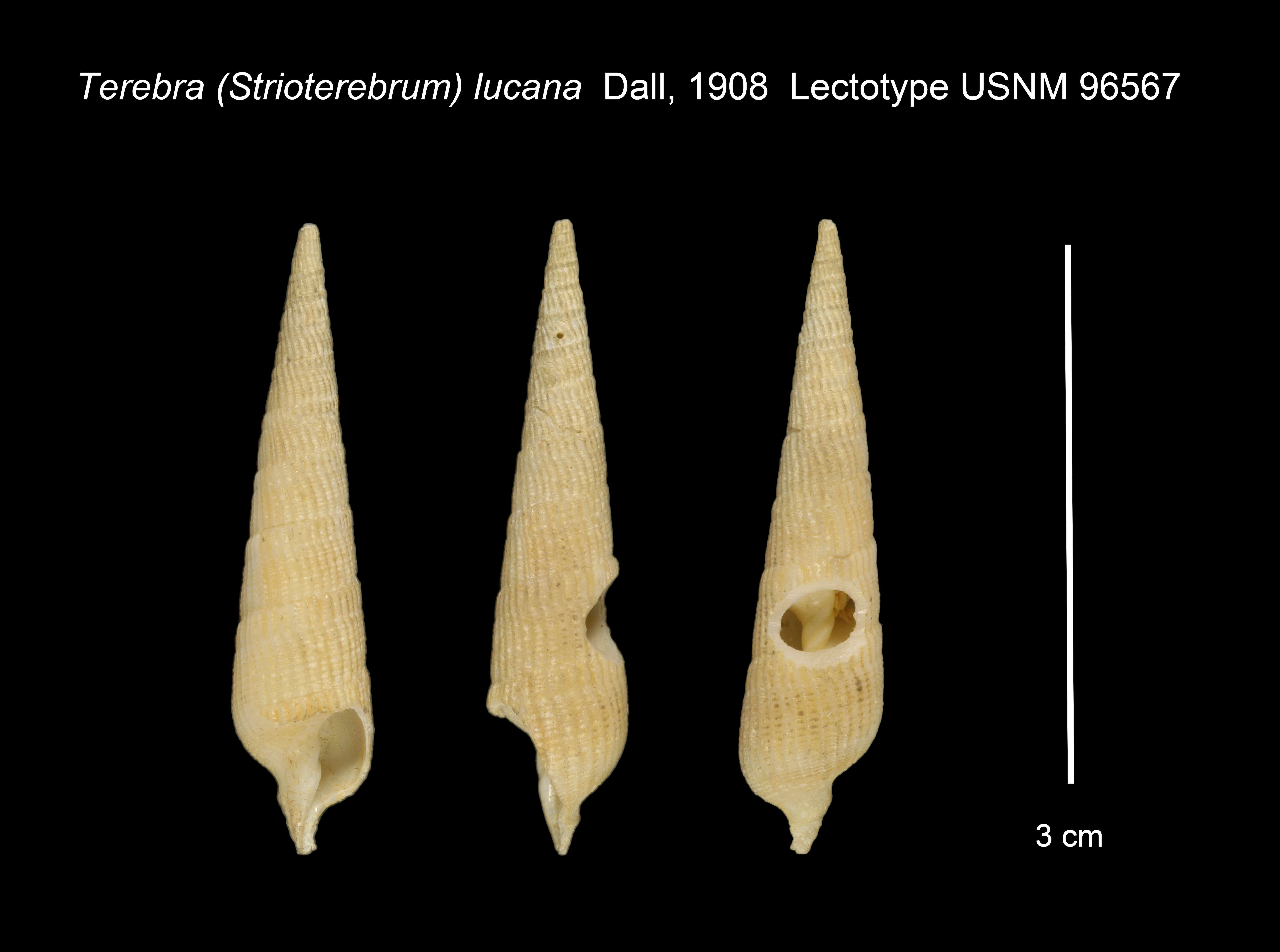 Image of Neoterebra lucana (Dall 1908)