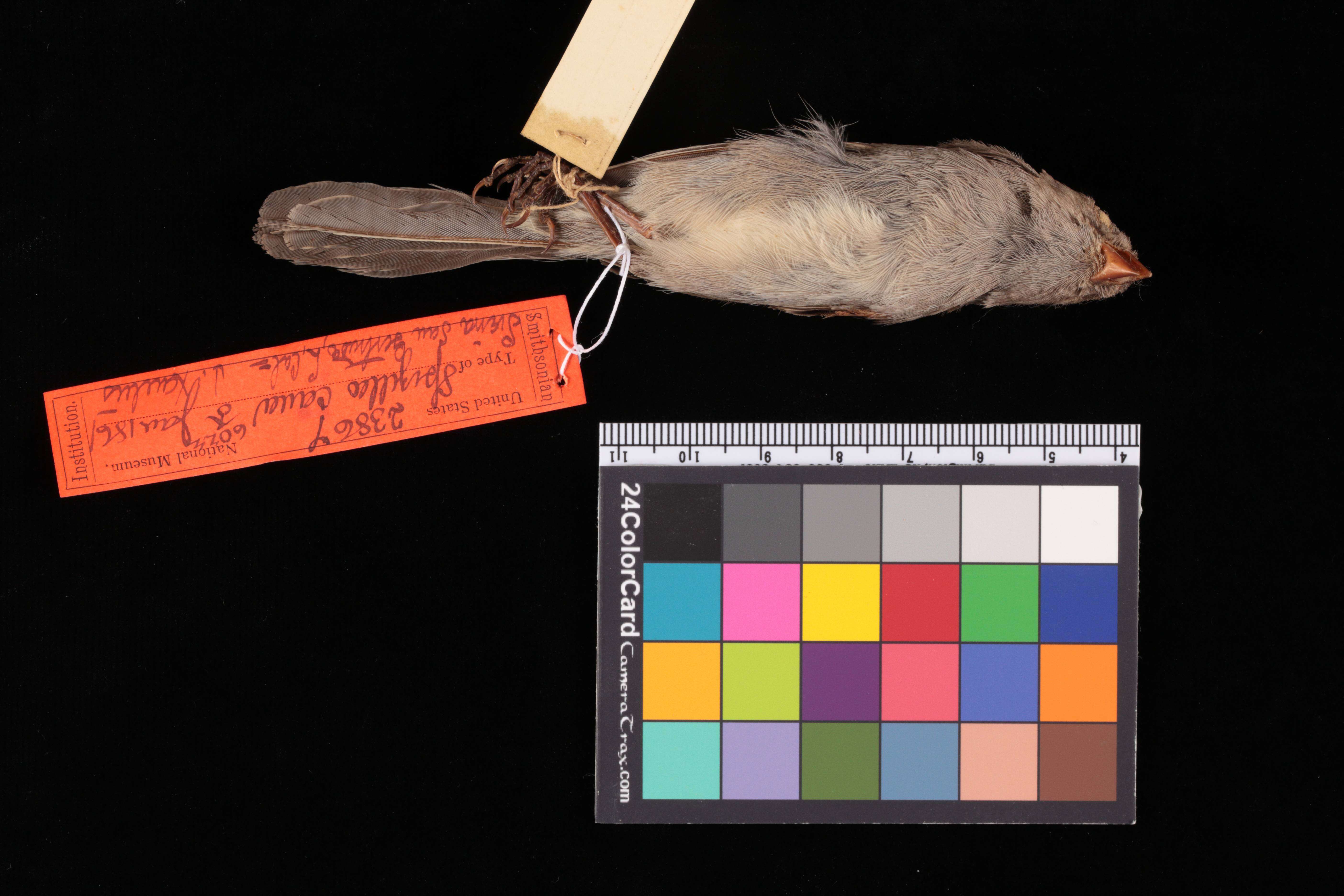 Image of Spizella atrogularis cana Coues 1866