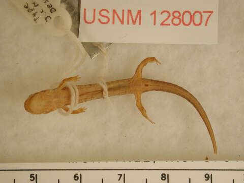 Image of Ocoee Dusky Salamander