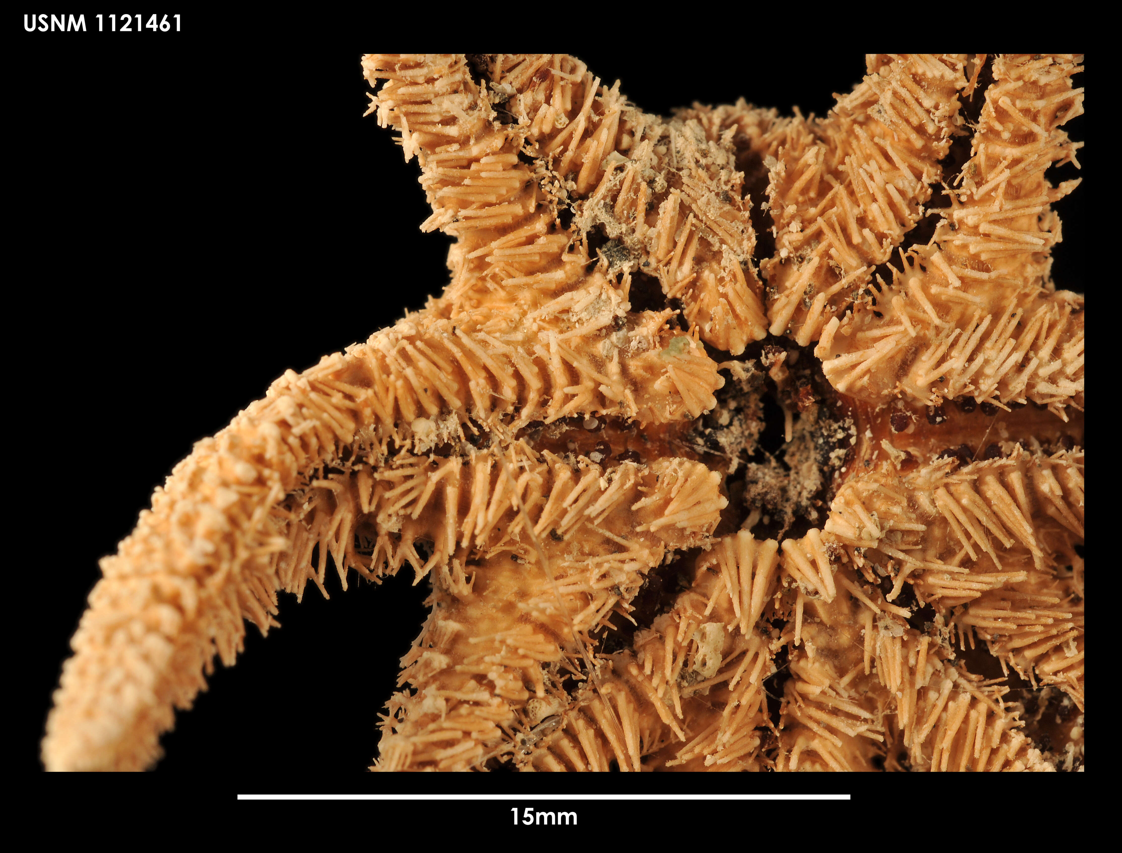 Image of Solaster longoi Stampanato & Jangoux 1993