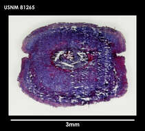Image of Lineus longifissus