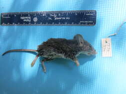 Image of White-footed Deermouse