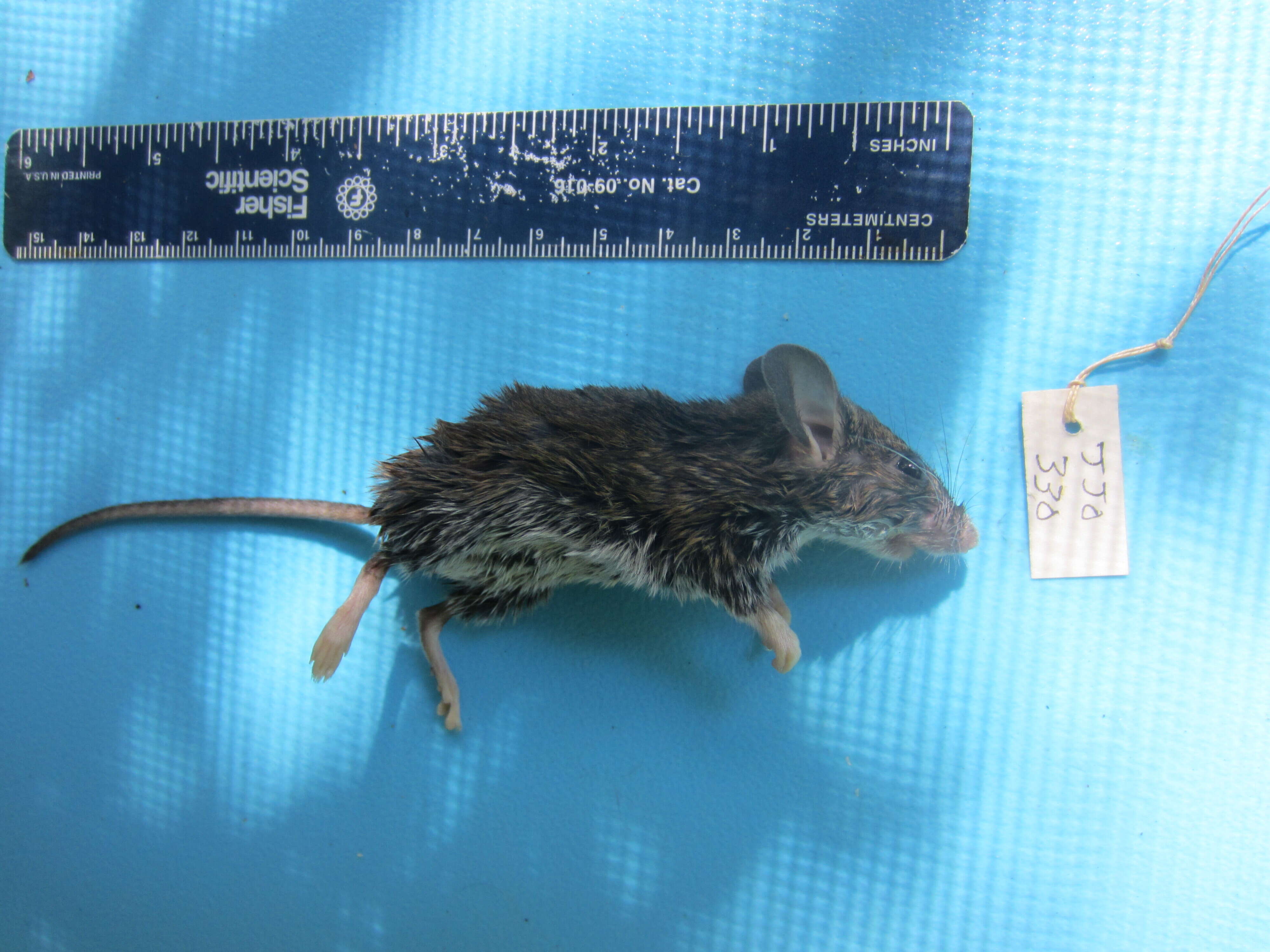 Image of White-footed Deermouse