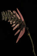 Image of Erythrina lanata Rose