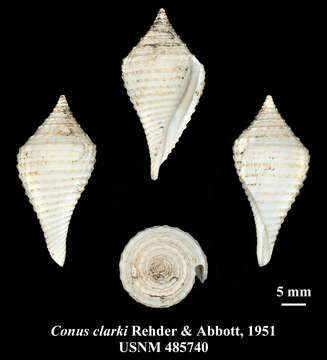 Image of Conasprella armiger (Crosse 1858)