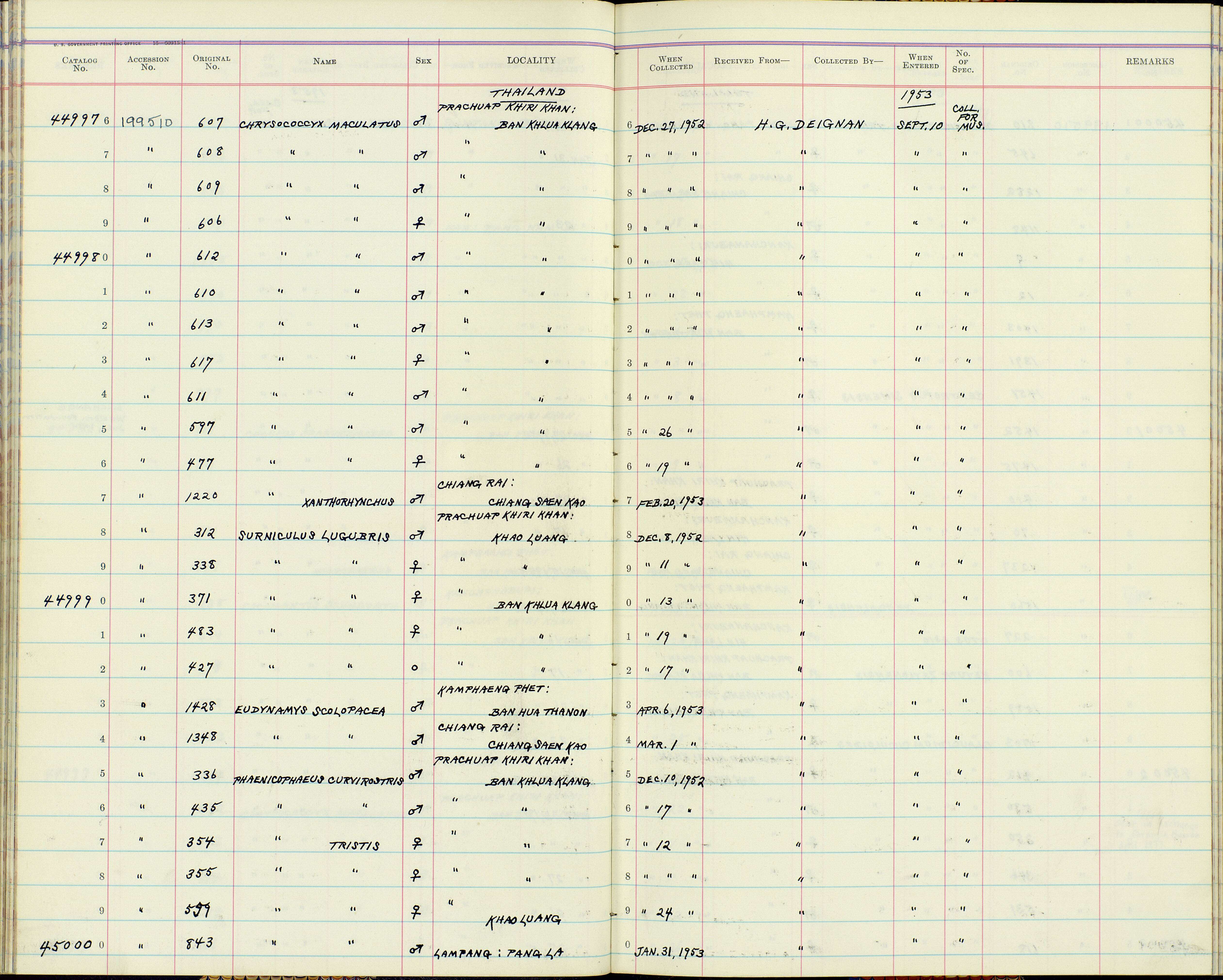 Plancia ëd Surniculus lugubris barussarum Oberholser 1912