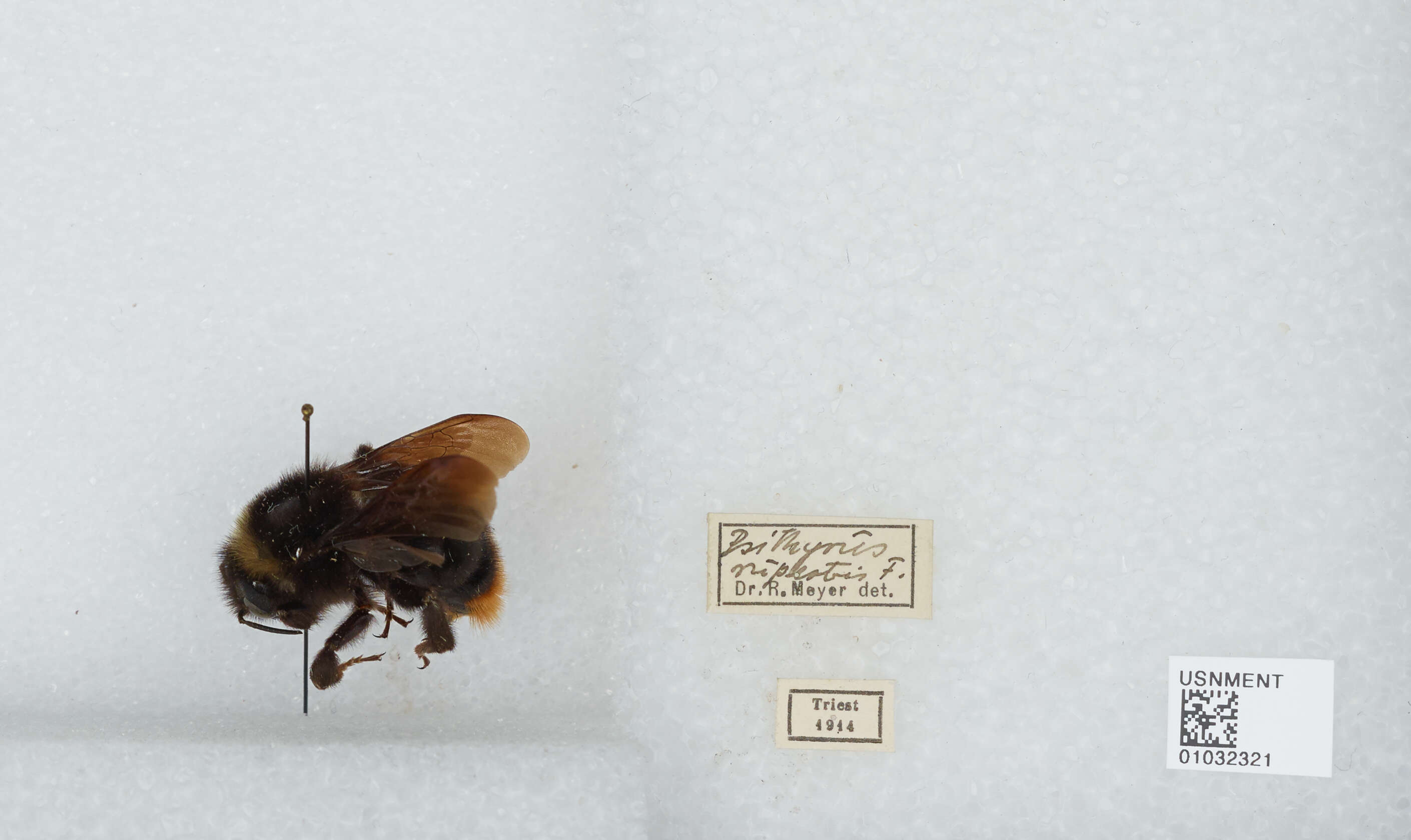 Image of Bombus rufofasciatus Smith 1852