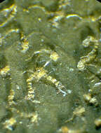 Image of Koolau Range cyrtandra