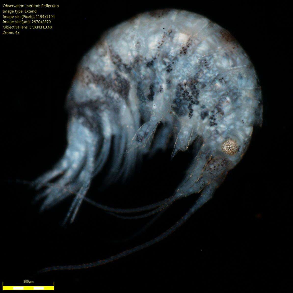 Image of Amphipoda