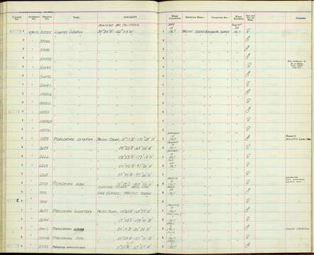 صورة فلروب أحمر الرقبة