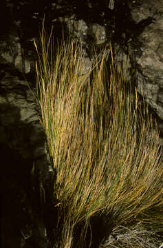 Image of Festuca contracta Kirk