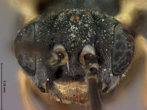 Image of Poecilostoma Dahlbom 1835