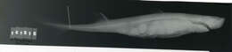 Image of Blackbelly Lanternshark