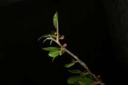 Image of Bursera schlechtendalii Engl.