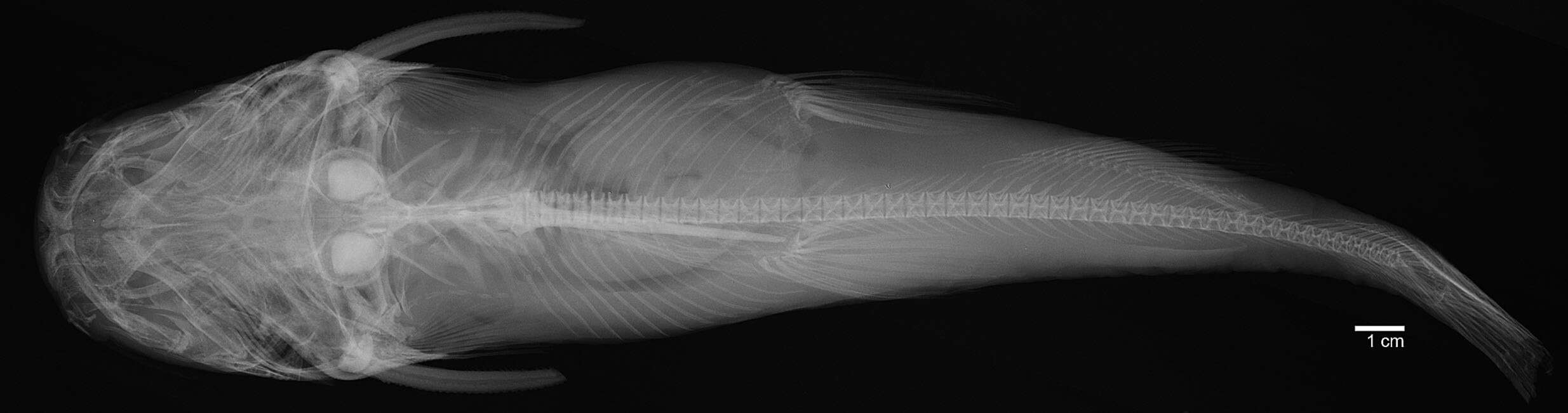 Image of Notarius insculptus (Jordan & Gilbert 1883)