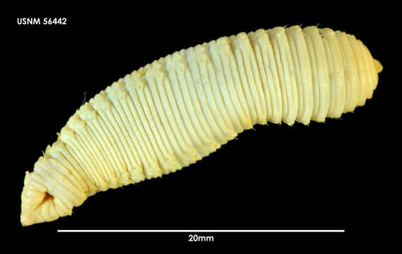 Image de Travisia kerguelensis McIntosh 1885