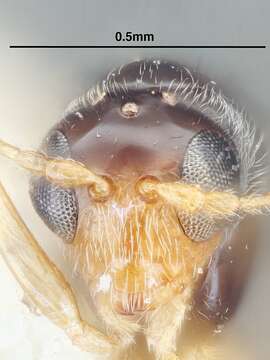 Image of Alloxysta vandenbuschi Andrews 1978