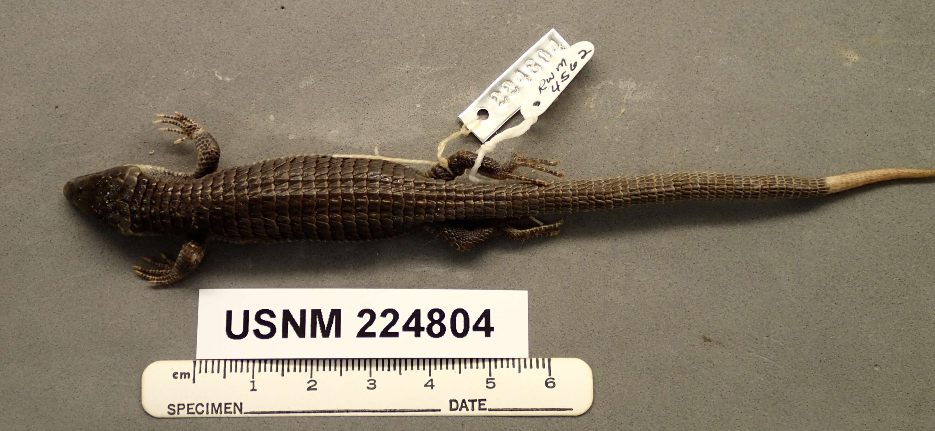 Image of Terrestrial Arboreal Alligator Lizard