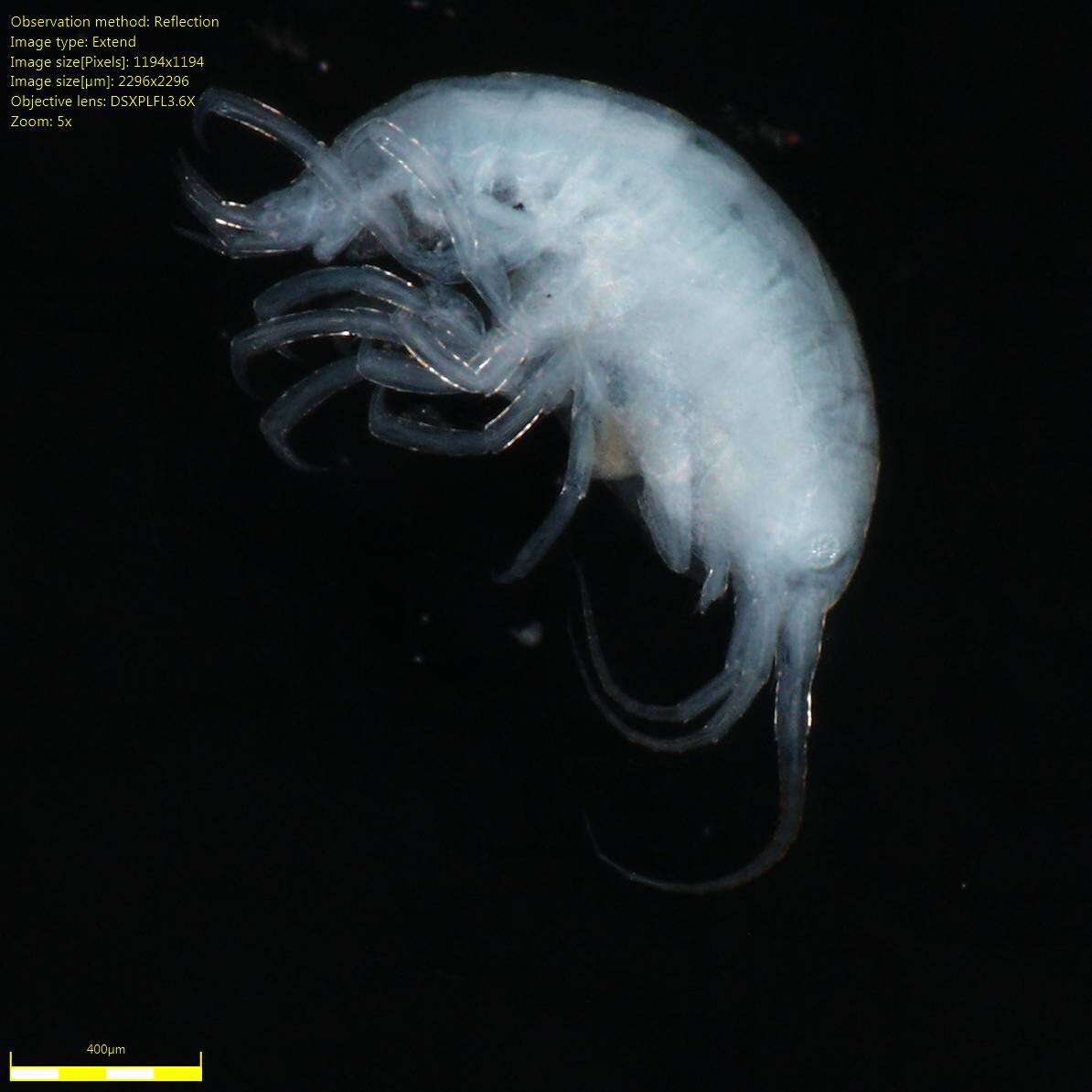 Image of Amphipoda