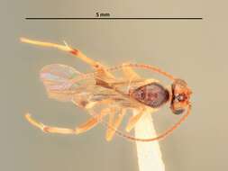 Image of Mesochorus trisulcatus Viereck 1912