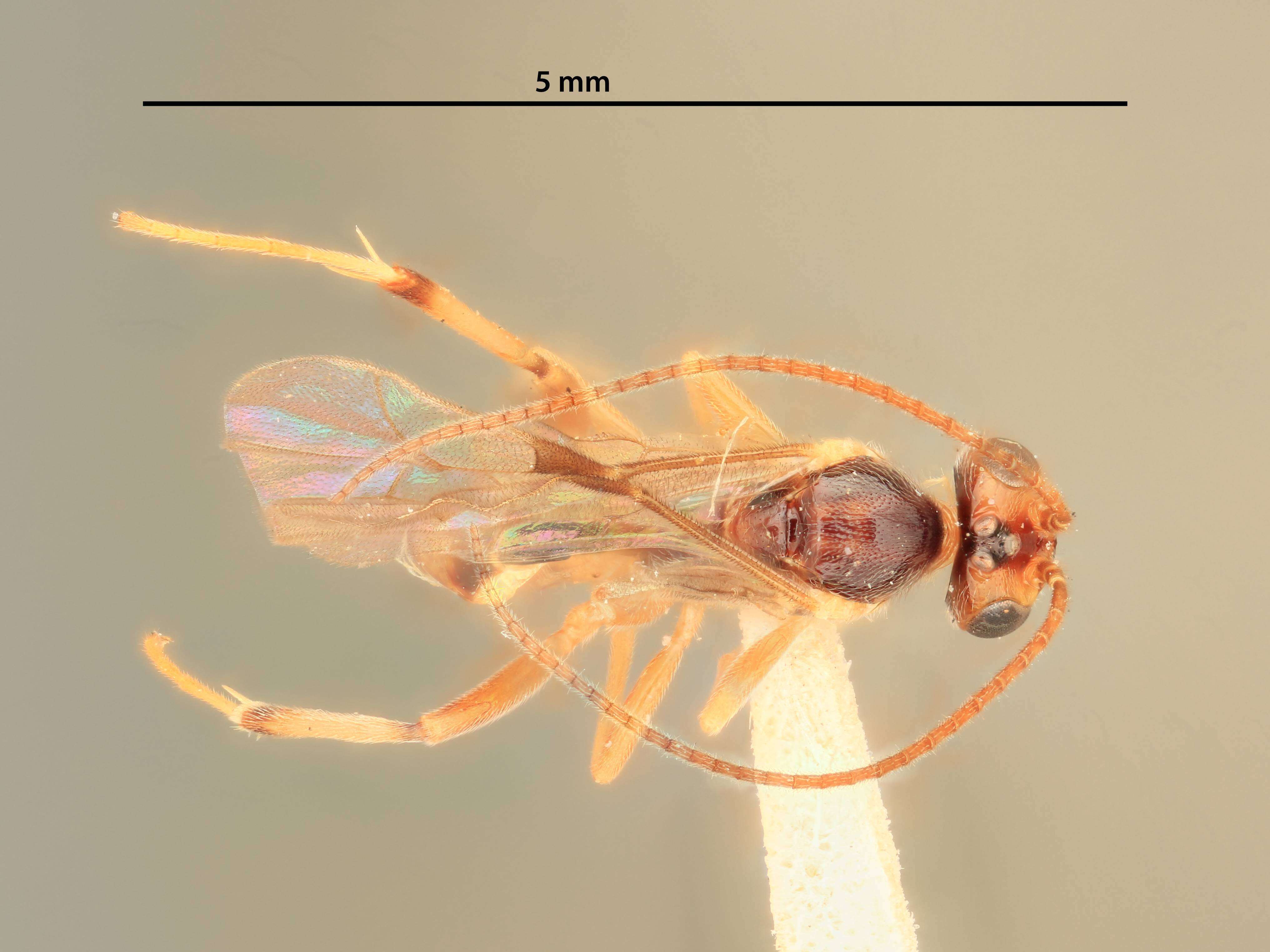 Image of Mesochorus trisulcatus Viereck 1912