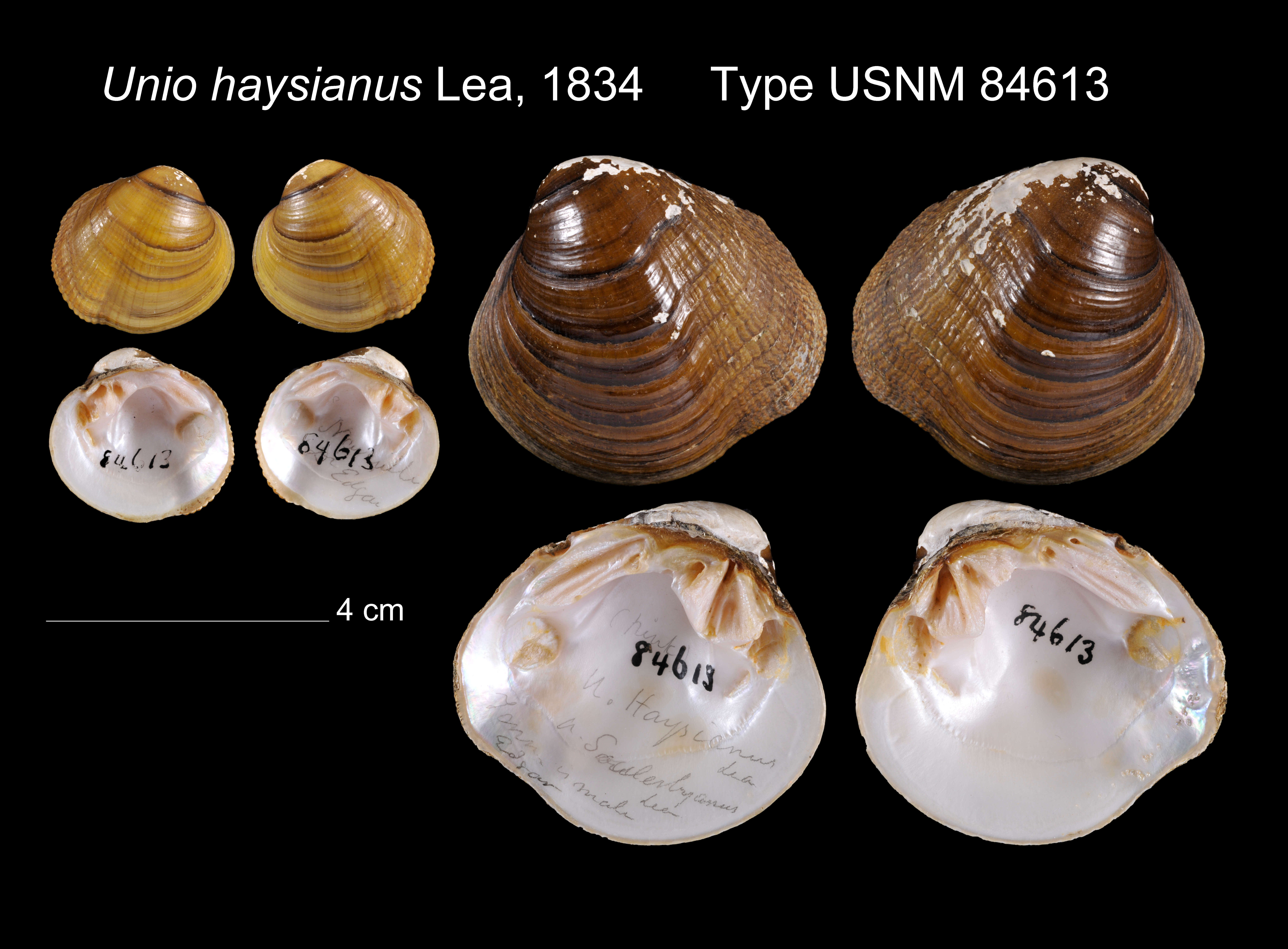 Image of Epioblasma haysiana (I. Lea 1834)