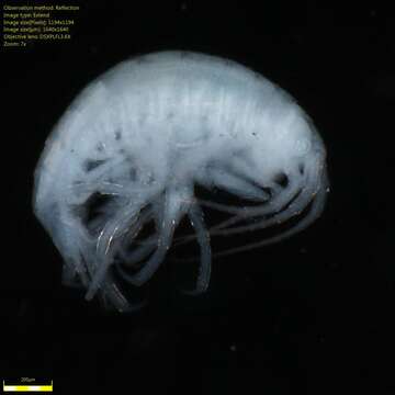 Image of Amphipoda