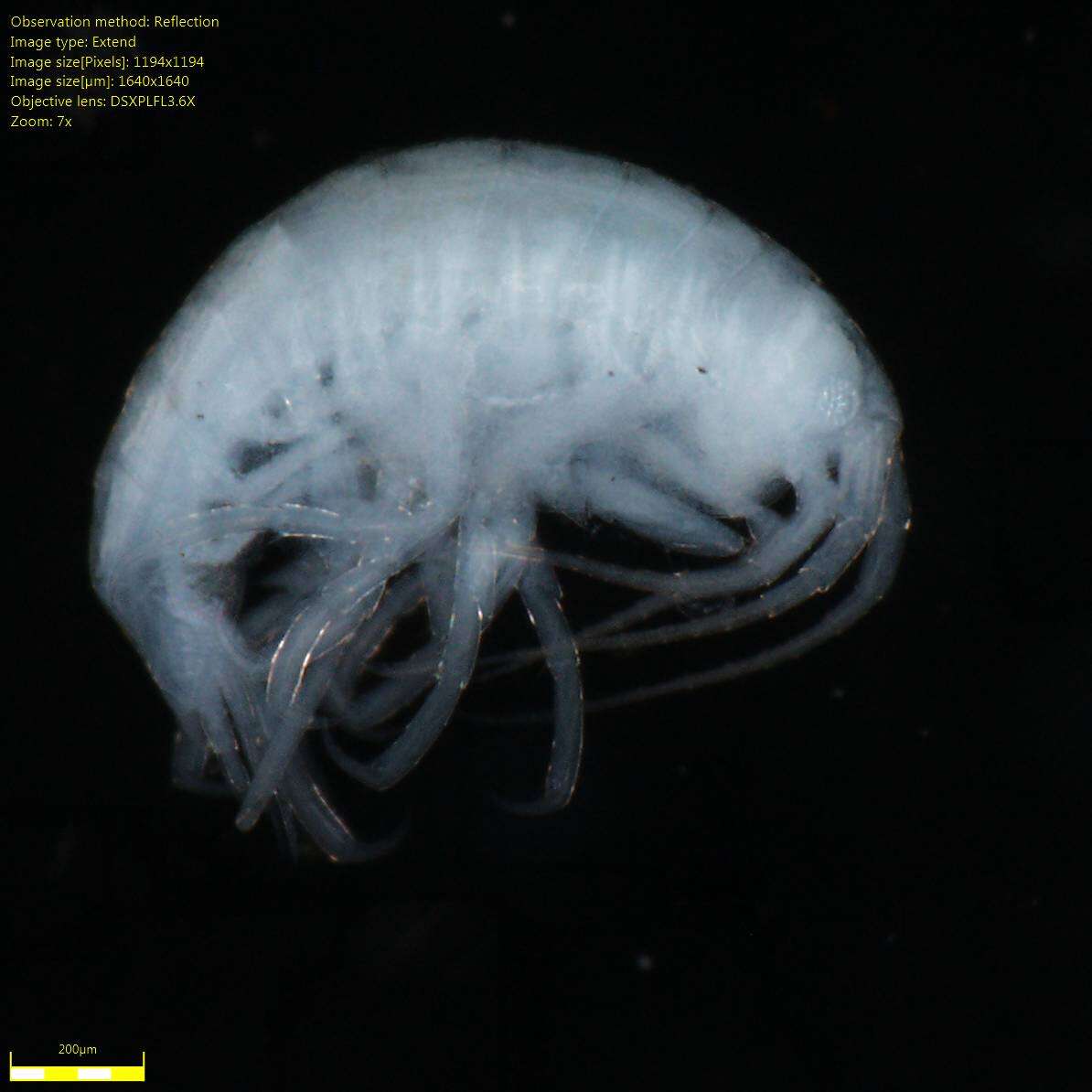 Image of Amphipoda