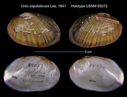 Image of Unio sapotalensis Lea