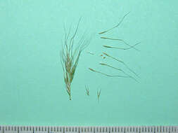 Image of plumegrass