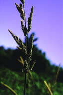 Echinochloa P. Beauv. resmi