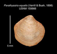 Image of Parathyasira equalis (Verrill & Bush 1898)