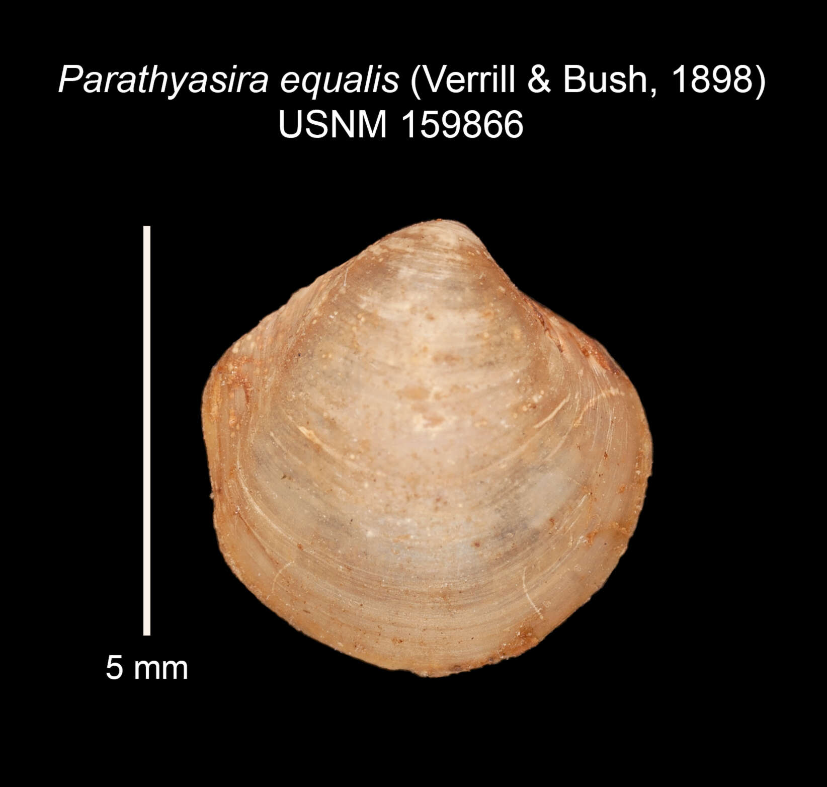 Image of Parathyasira equalis (Verrill & Bush 1898)