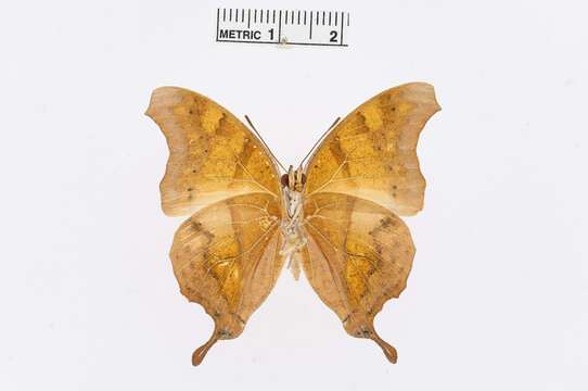 Plancia ëd Charaxes zoolina Westwood (1850)