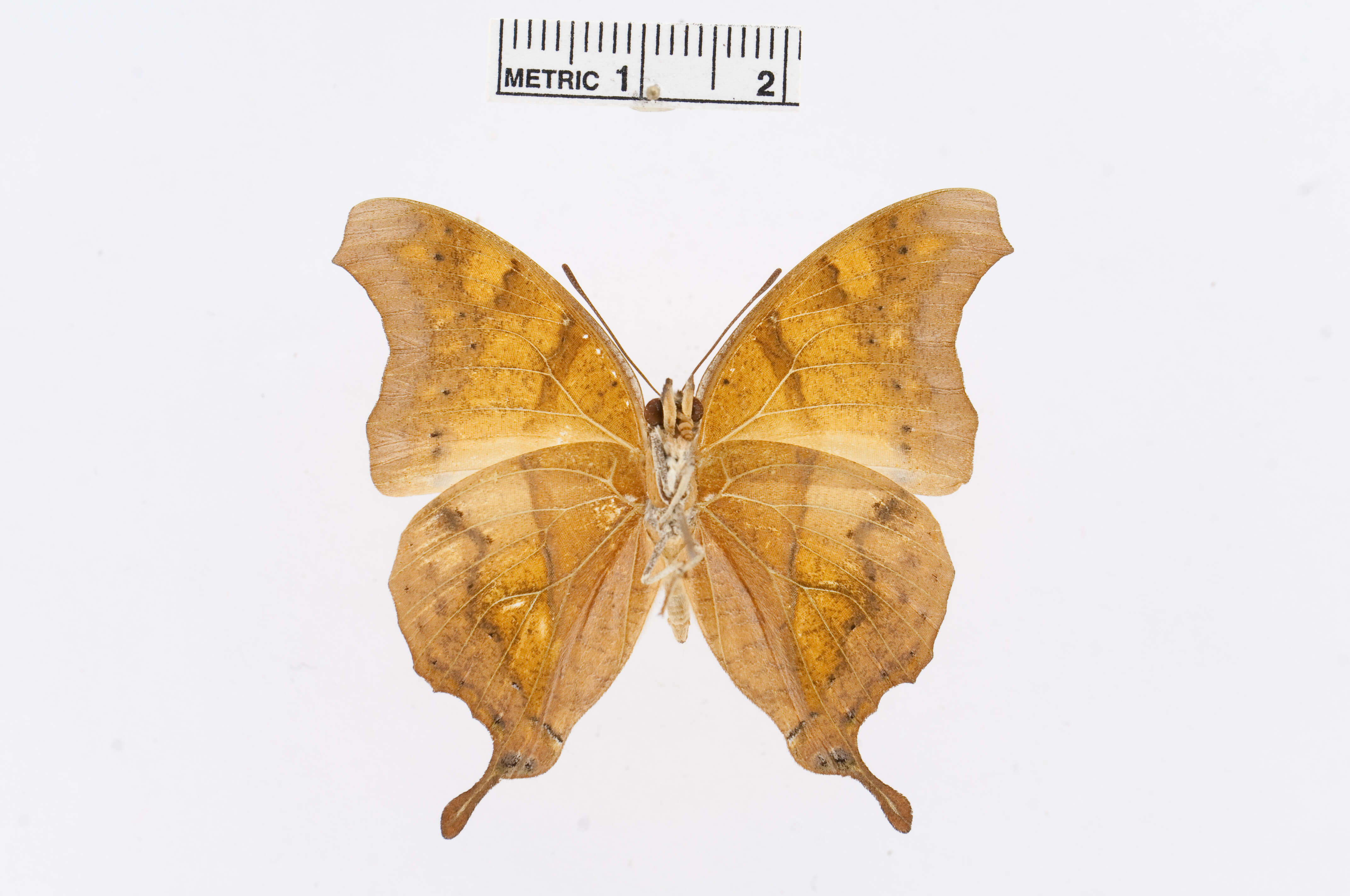 Image of Charaxes zoolina Westwood (1850)