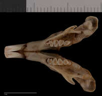 Image of Tenino pocket gopher