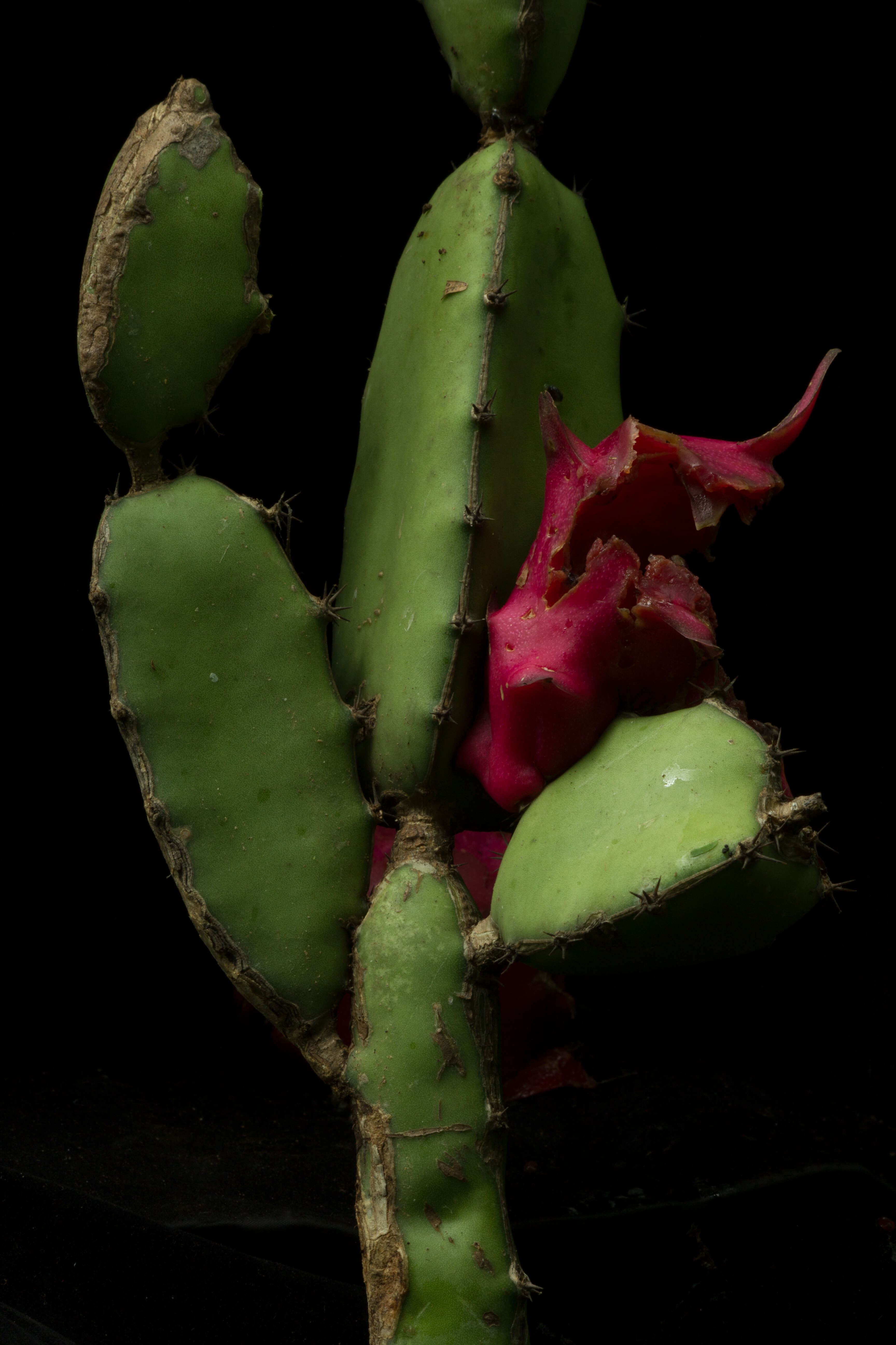 Imagem de Hylocereus undatus (Haw.) Britton & Rose