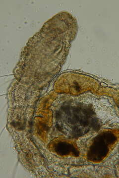 Image of Raphidrilus hawaiiensis Magalhães, Bailey-Brock & Davenport 2011