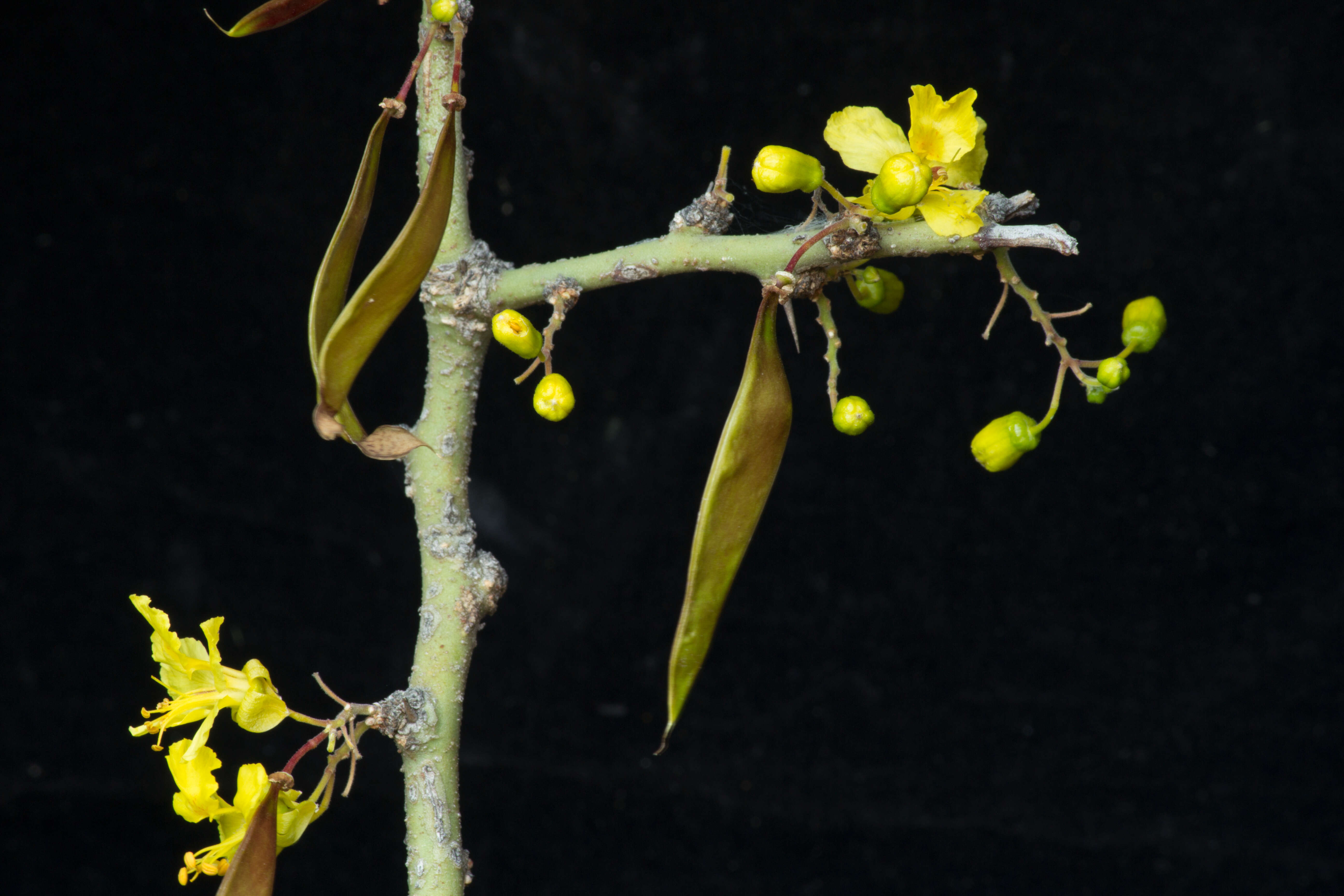 Image of Parkinsonia praecox (Ruiz & Pav.) Hawkins