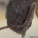 Image of Monomorium marjoriae Du Bois 1986