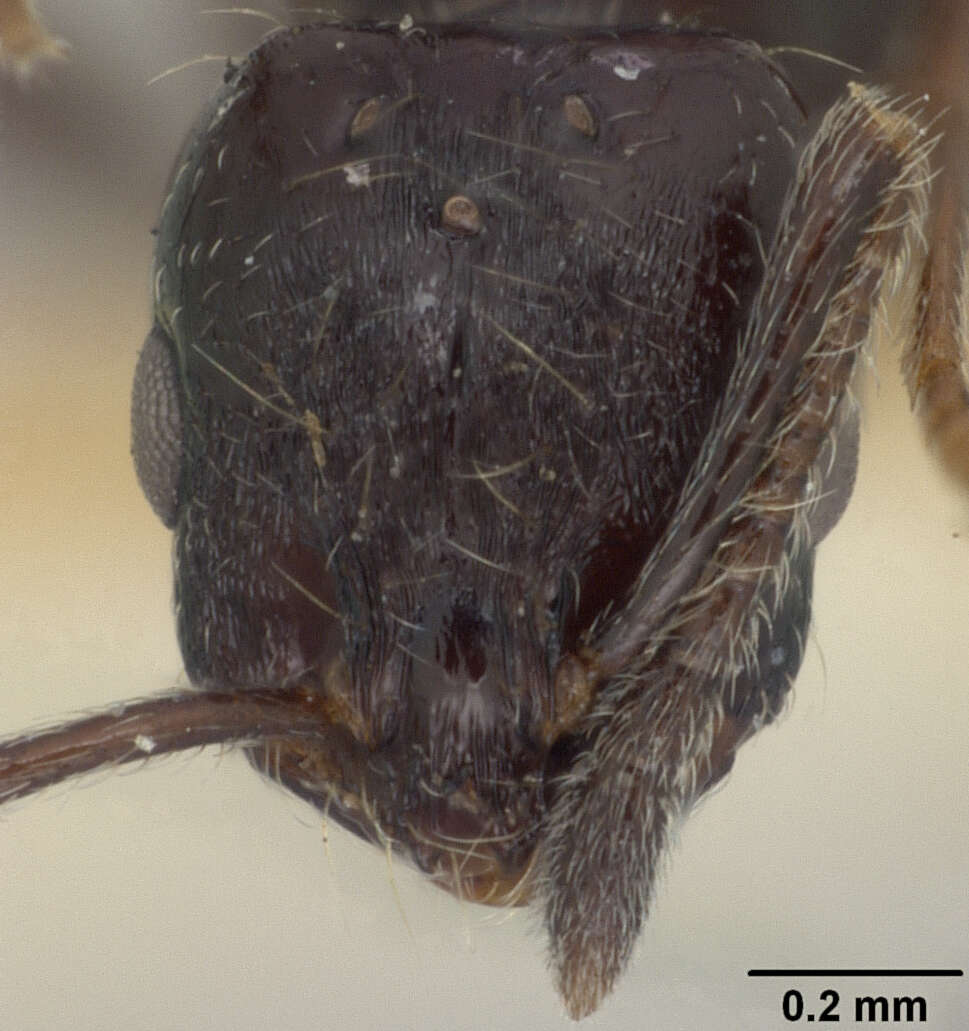 Image of Monomorium marjoriae Du Bois 1986