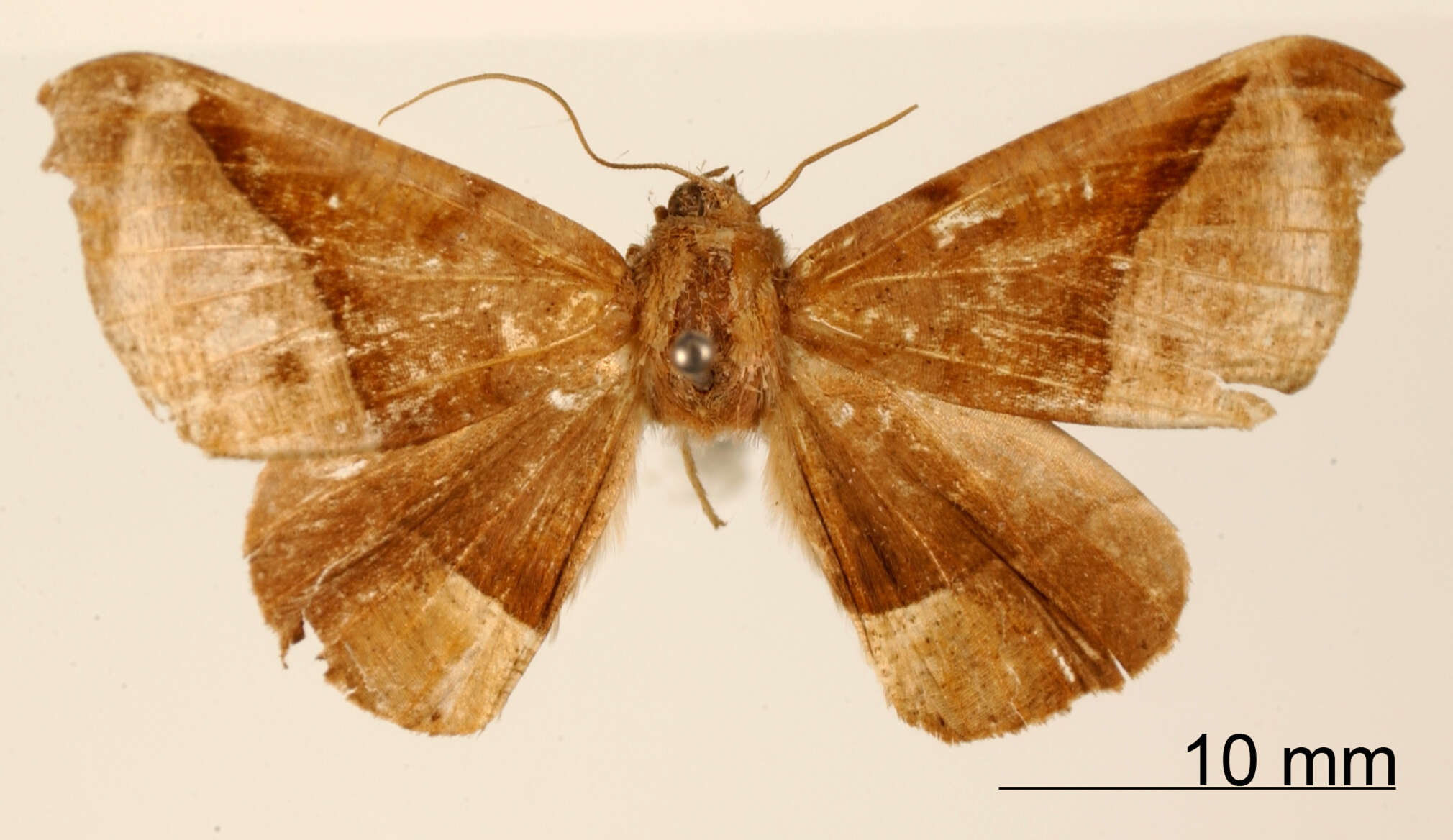 Image of Azelina semibrunnea Dognin