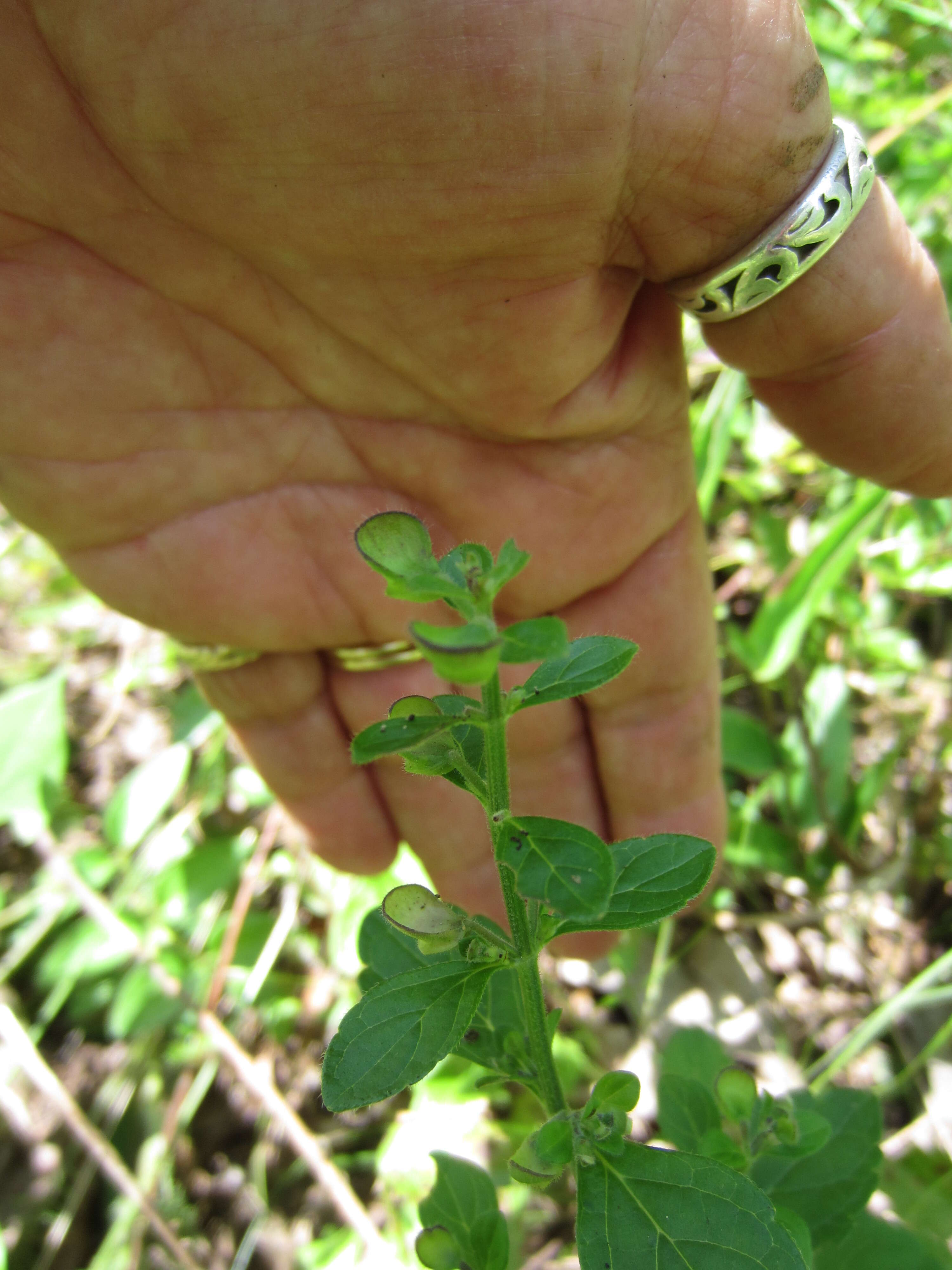 Image of hairy skullcap